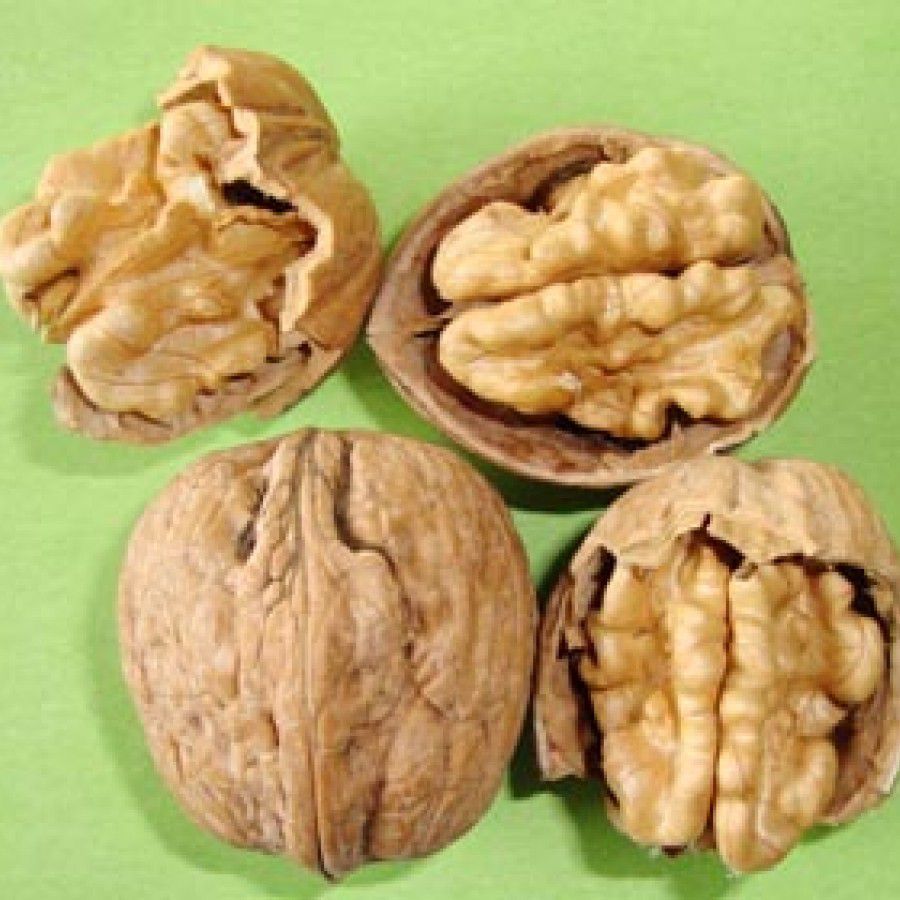 fernor walnut