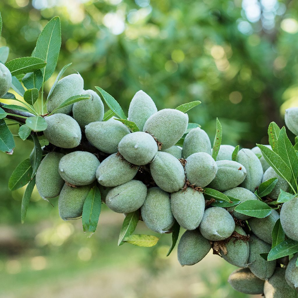 ارقام نهال بادام