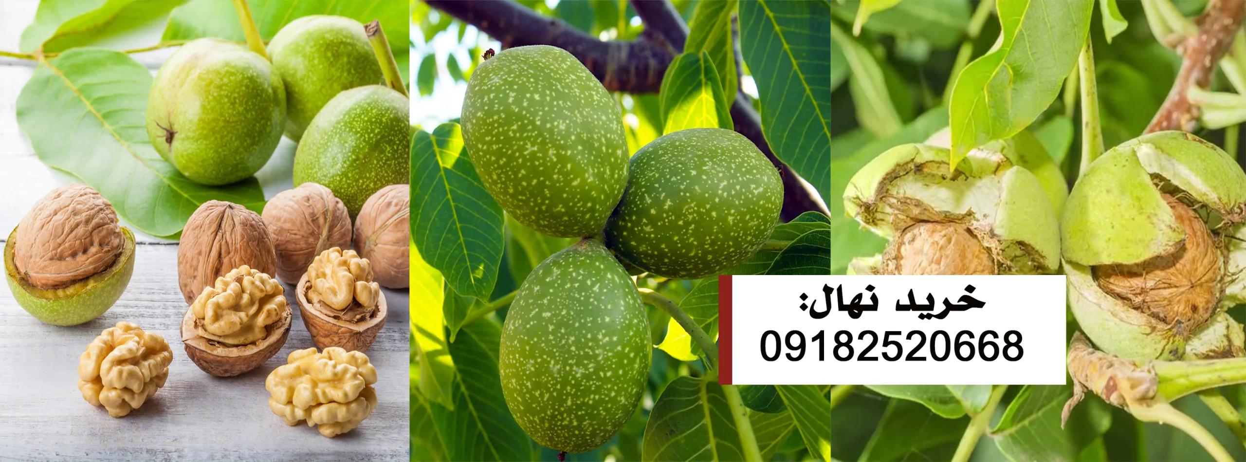 ارقام نهال گردو